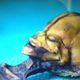 Illustration for article titled Is the Atacama Alien Skeleton an Aborted Fetus Mummy?